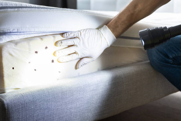 Best Insect Control  in Dearborn, MI